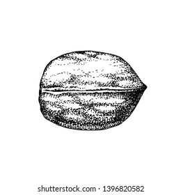 Hand drawn walnut isolated on white background. Vector illustration