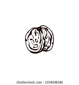 Hand drawn walnut isolated on white background. Vector illustration