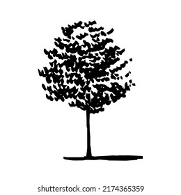 Hand drawn walnut tree ink sketch. Vector walnut tree illustration