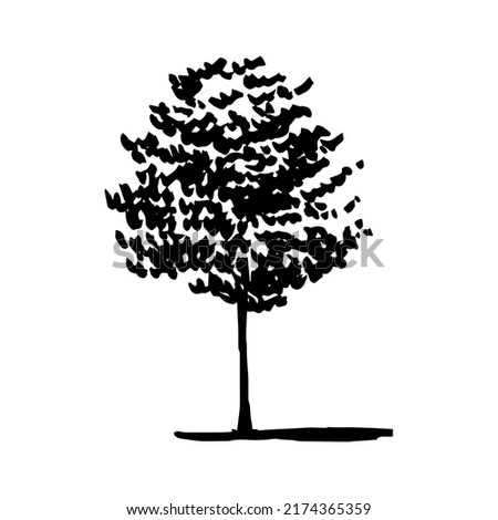 Hand drawn walnut tree ink sketch. Vector walnut tree illustration Foto stock © 