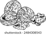 Hand drawn Walnuts Sketch Illustration