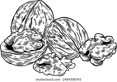 Ilustración de boceto de nueces dibujado a mano