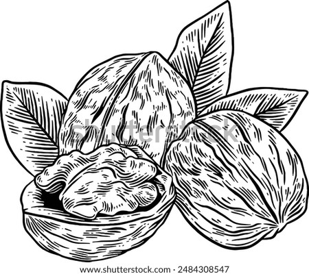 Hand drawn Walnuts Sketch Illustration