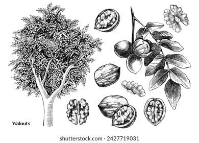 Hand drawn walnuts vector set