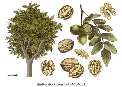 Hand drawn walnuts vector set