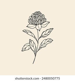 Hand drawn waratah flower. Australian native flower