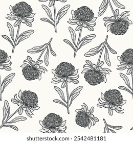 Hand drawn waratah flower background. Australian native plant