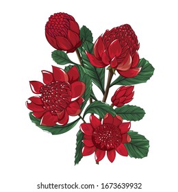 Hand Drawn Waratah Flower Bouquet,australia Native Plant In Vector