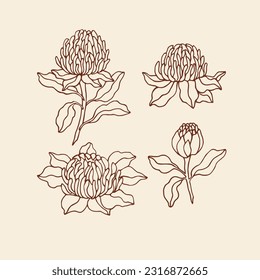 Hand drawn waratah flower illustration