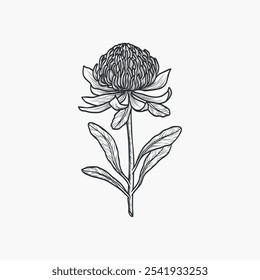 Hand drawn waratah flower illustration. Australian native plant