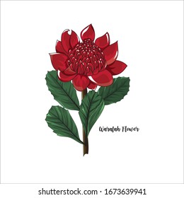 Hand Drawn Waratah Flower,australia Native Plant In Vector