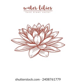 Hand drawn water lily flower. Water lilies floral line art vector illustration