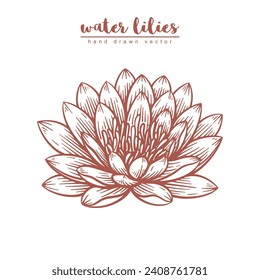 Hand drawn water lily flower. Water lilies floral line art vector illustration