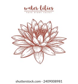 Hand drawn water lily flower. Water lilies floral line art vector illustration