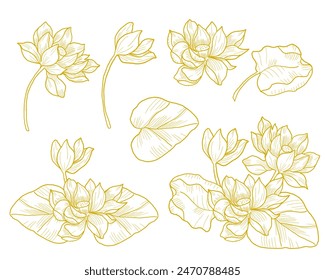Hand Drawn Water Lily Flower