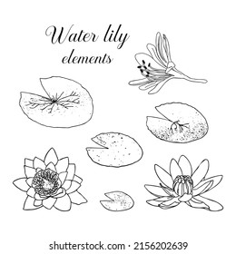 Hand drawn water lily with leaves. Botanical vector illustration of water lily in doodle style. Black outline on a white background.