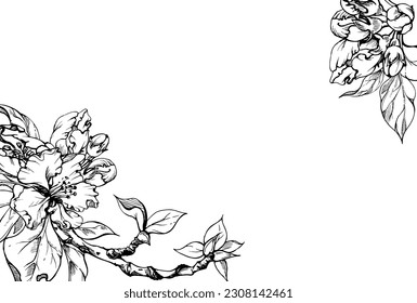 Hand drawn watercolor apple blossom, white and pink flowers with green leaves. Square frame composition. Isolated object on white background. Design for wall art, wedding, print, fabric, cover, card.