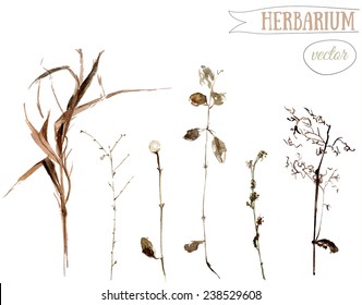 Hand drawn watercolor botanical illustrations of dried wild herbs and plants. Vector design elements.