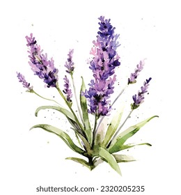 manada de flores de lavanda dibujada a mano Watercolor. Ilustración aislada de hierbas ecológicas naturales sobre fondo blanco, ilustración vectorial