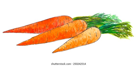 Hand drawn watercolor carrots on white background. Vector illustration