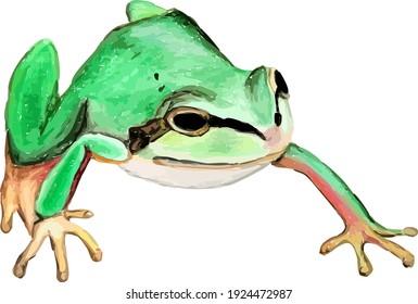 Hand drawn watercolor colorful illustration of green frog isolated on white background.