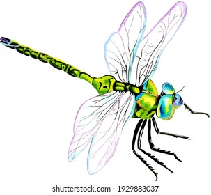 Hand drawn watercolor colorful illustration of blue and green dragonfly isolated on white background.