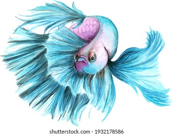 Hand drawn watercolor colorful illustration of blue and violet betta fish isolated on white background.