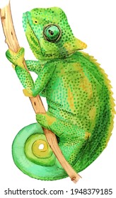 Hand drawn watercolor colorful illustration of green and ocher chameleon on branch isolated on white background.