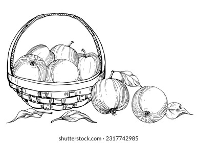 Hand drawn watercolor composition with apple fruits in basket, with branch and leaves, ripe, full and slices. Isolated on white background. Design for wall art, wedding, print, fabric, cover, card.