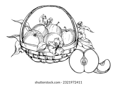 Hand drawn watercolor composition with apple fruits in basket, with branch and leaves, ripe, full and slices. Isolated on white background. Design for wall art, wedding, print, fabric, cover, card.