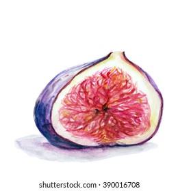 Hand drawn watercolor fig on white background, vector illustration