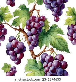 Hand drawn watercolor grapes painting on white background. Fruit vector illustration. Pattern watercolor fruit.