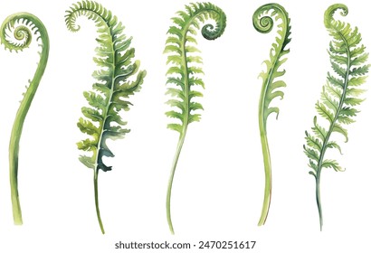 Hand drawn watercolor green fern branches with leaves for wedding, birthday, greeting card, menu, banner, border, pattern, stickers. Elements isolated on a white background.