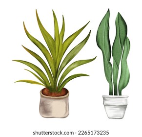 Hand Drawn Watercolor Houseplant Vector Illustration