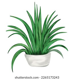 Hand Drawn Watercolor Houseplant Vector Illustration