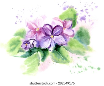 Hand drawn watercolor illustration African Violet Flowers. Vector, Isolated on white background.