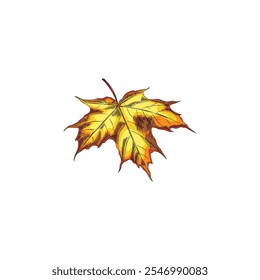 Hand drawn watercolor illustration of autumn maple leaf in graphic style. Bright yellow-orange leaf on isolated background. Vector element for design. Environment. Floristics.