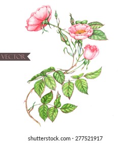 Hand drawn watercolor illustration of beautiful tender dog-rose branch with pink flowers isolated and in vector