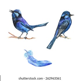 Hand drawn watercolor illustration of the birds. Two isolated blue little birds on the branch in vector and blur feather