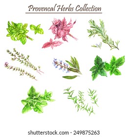 Hand drawn watercolor illustration of different provencal herbs: basil, thyme, oregano, mint,  savory, sage, isolated and vectorized