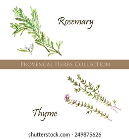 Hand drawn watercolor illustration of different provencal herbs: rosemary and thyme, isolated and vectorized