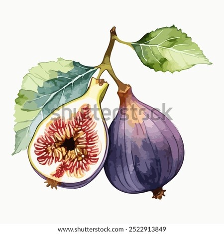 Hand drawn watercolor illustration of fig isolated on white background. Vector food illustration. 