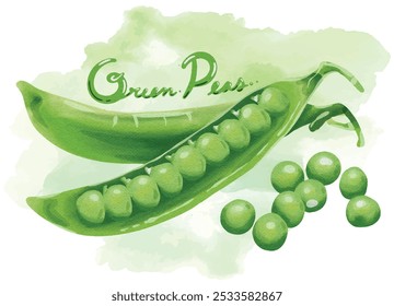 Ilustração em aquarela desenhada à mão de ervilhas verdes frescas na casca. Isolado no fundo branco, vetor. Produto alimentar vegetariano