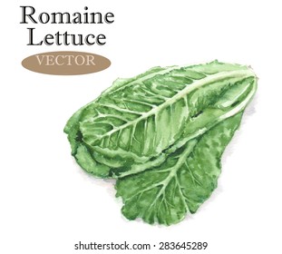 Hand drawn watercolor illustration of fresh green romaine lettuce leaves. Isolated on the white background, vector. Vegetarian food product