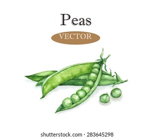 Hand drawn watercolor illustration of fresh green peas in the husk. Isolated on the white background, vector. Vegetarian food product