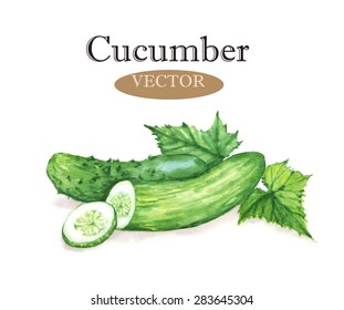 Hand drawn watercolor illustration of fresh green cucumbers with leaves. Isolated on the white background, vector. Vegetarian food product