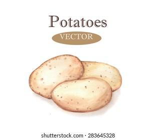 Hand drawn watercolor illustration of fresh potatoes. Isolated on the white background, vector. Vegetarian food product