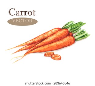 Hand drawn watercolor illustration of fresh orange ripe carrots. Isolated on the white background, vector. Vegetarian food product