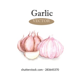 Hand drawn watercolor illustration of fresh garlic. Isolated on the white background, vector 