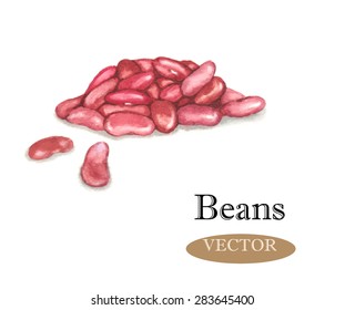 Hand drawn watercolor illustration of fresh purple beans. Isolated on the white background, vector. Vegetarian food product